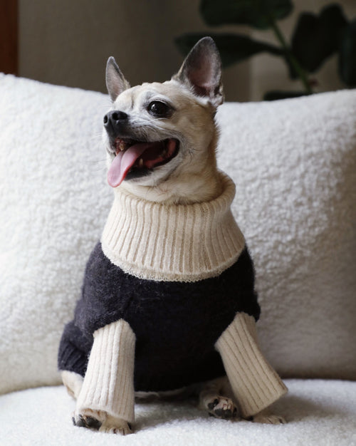Felix Black + Ivory Dog Sweater, perfect for keeping your dog stylish and warm with ribbed ivory sleeves.