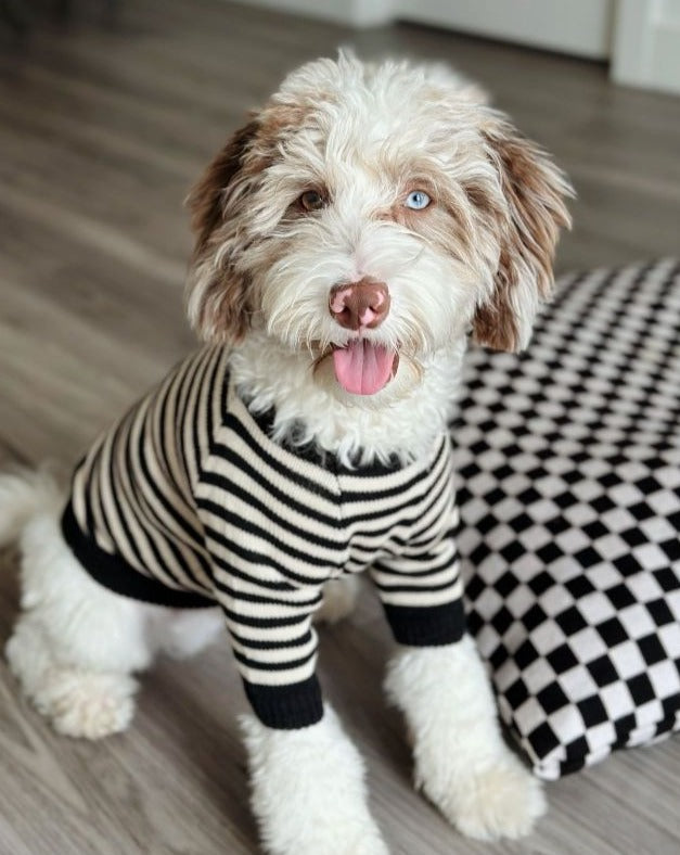 dog knit sweater Like A Bandit Black Striped Dog Sweater