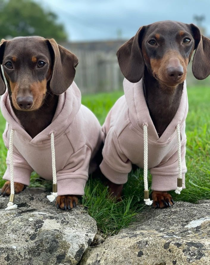 Ziggy Blush Dog Hoodie