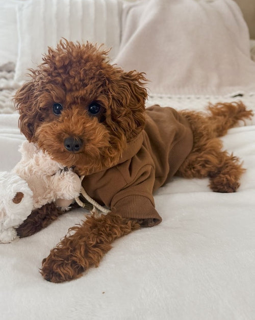 Ziggy Coffee Dog Hoodie