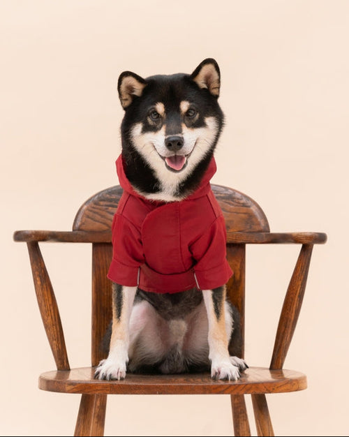 Waterproof red dog jacket with reflective trim for rainy day safety.