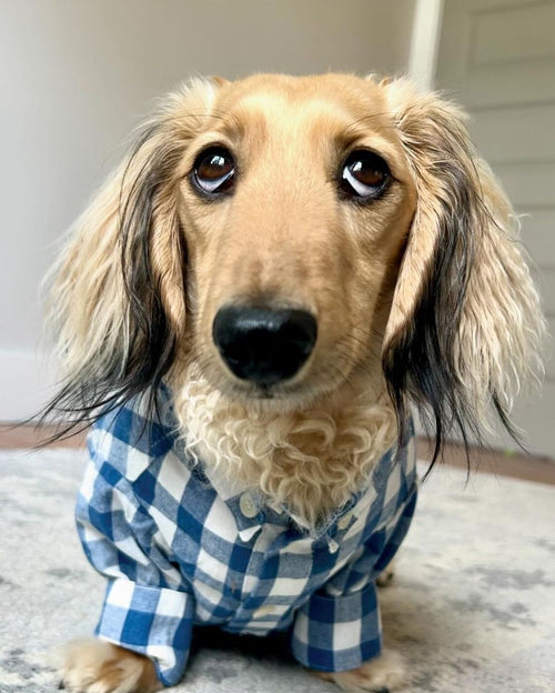 Sylvan French Blue Gingham Dog Shirt for chihuahuas