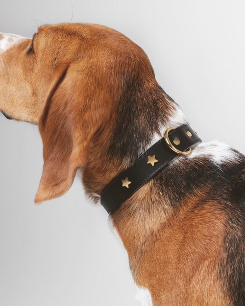 Nara black leather dog collar with star studs, stylish and durable pet accessory