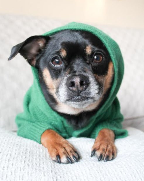 Milan Green Dog Hoodie cute pug outfits