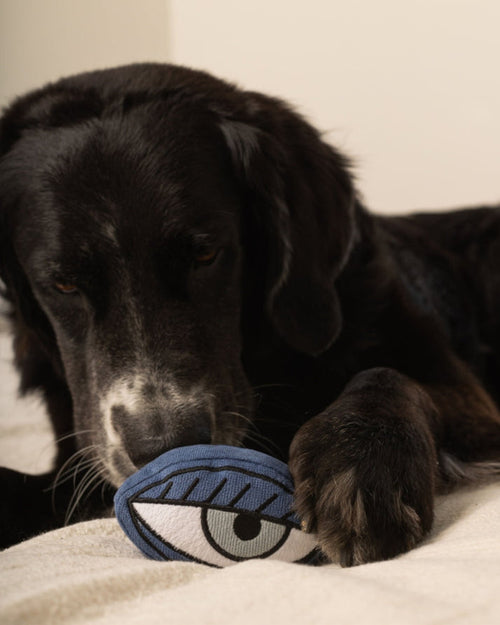 Pup-casso Snuffle Dog Toy Set