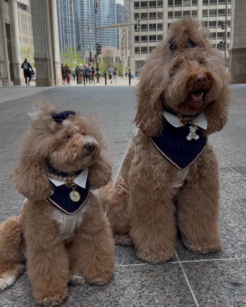 Rhodes Reversible Navy Dog Bandana