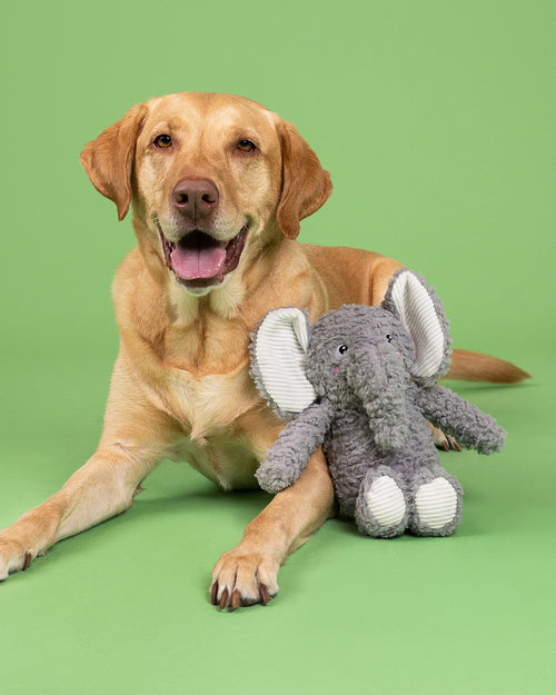 Love You a Ton Plush Elephant Dog Toy
