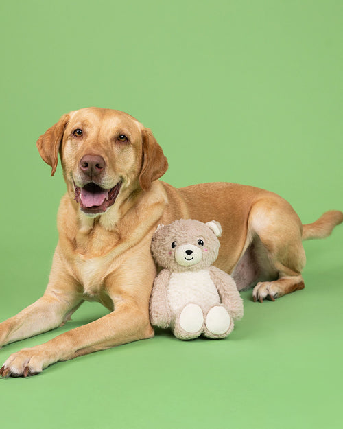 Bear With Me Plush Dog Toy