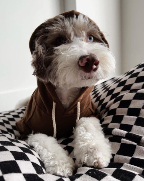 Ziggy Coffee Hoodie Product Image. Great hoodie for chihuahuas 