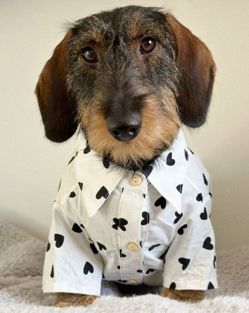 Puppy Love Heart Print Dog Shirt for pugs