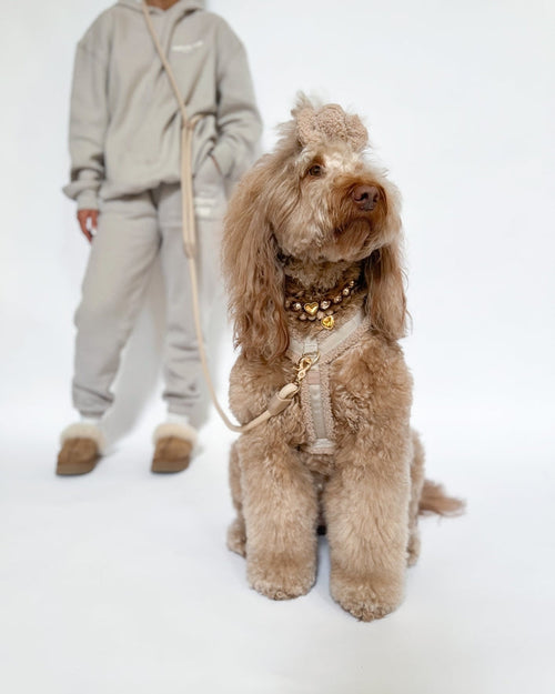 Sunday Stroll Hands-Free Toffee Dog Leash