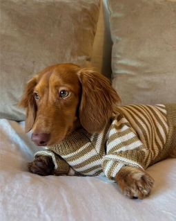 Like A Bandit Nutmeg Striped Dog Sweater