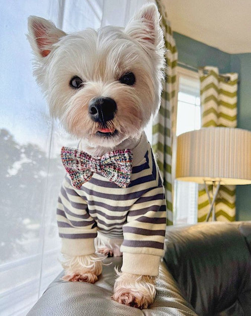 Camden Charcoal Striped Dog Sweatshirt french bulldog clothing line