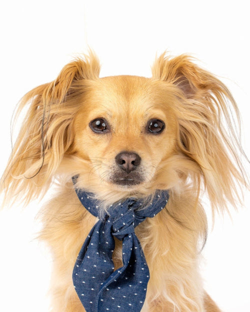 Small dog wearing blue necktie, stylish accessory for special occasions.