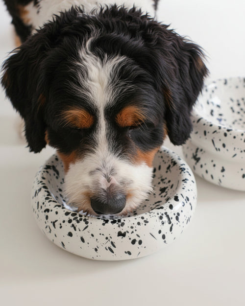  Sleek ink-toned pet bowl designed for modern feeding spaces . Updated June 2026.