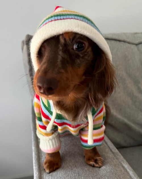 Venice Multi Stripe Dog Hoodie teacup chihuahua outfits