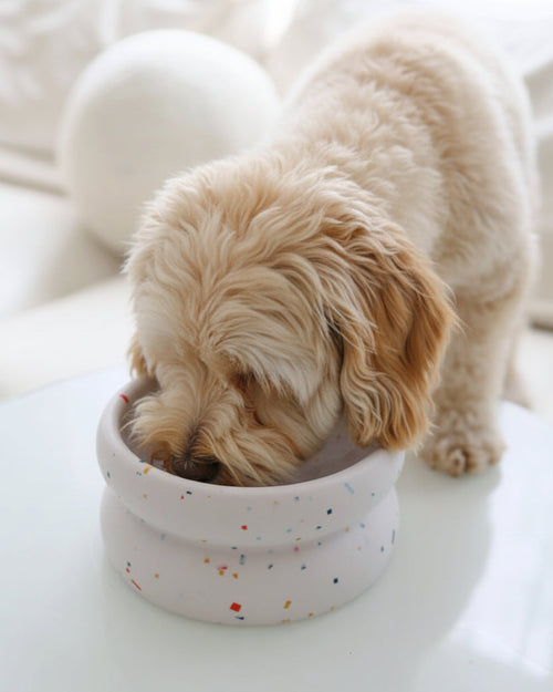 Dapple Dining Reversible Slow Feeder Dog Bowl
