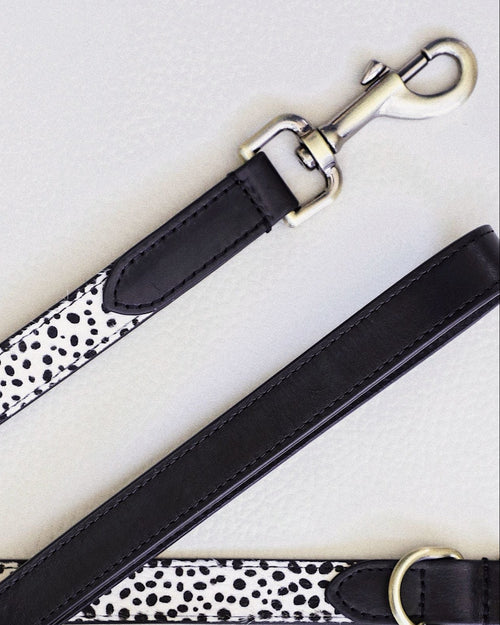 Wylde Black Spotted Dog Bundle