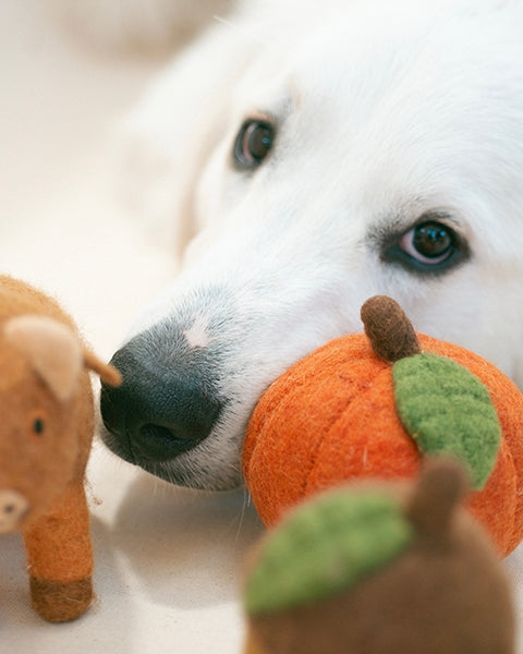 Oh My Gourd Pumpkin Wool Dog Toy
