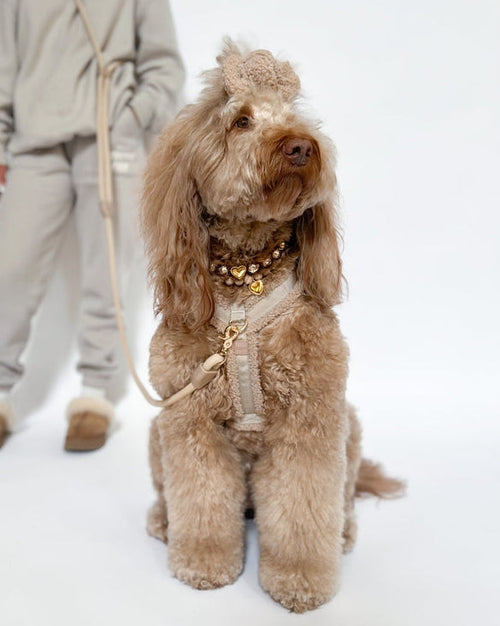 On Cloud K-9 Toffee Teddy Dog Harness