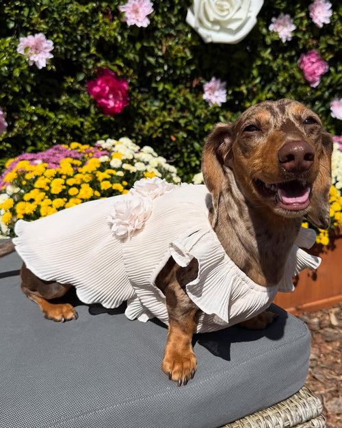 Love Story Petal Pink Pleated Chiffon Dress