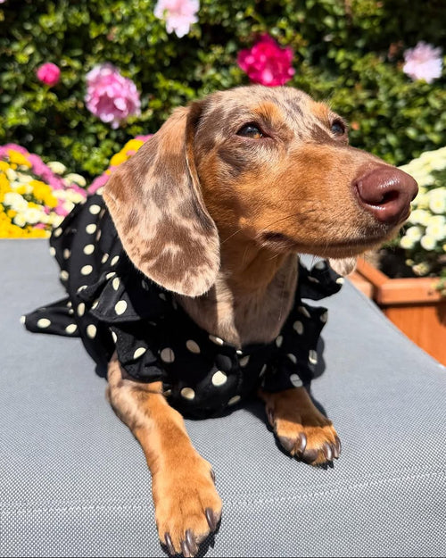 Gigi Black + Ivory Polka Dot Dress