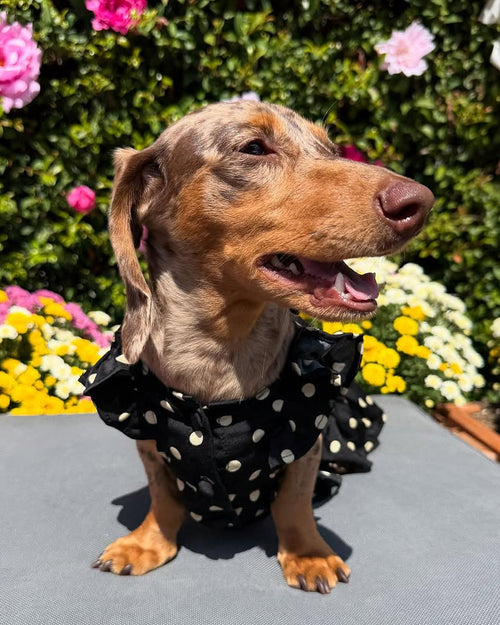 Gigi Black + Ivory Polka Dot Dress