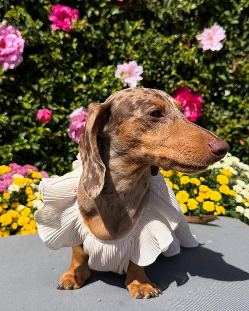 Love Story Petal Pink Pleated Chiffon Dress