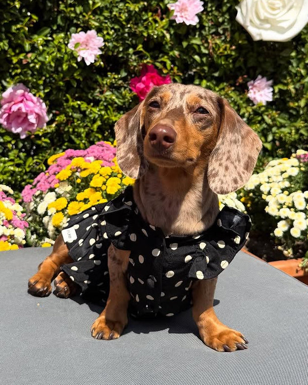 dog dress black Polka Dot COLOR:BLACK SEQUIN this dress includes a Knee-length Red Sequin Ball Gown