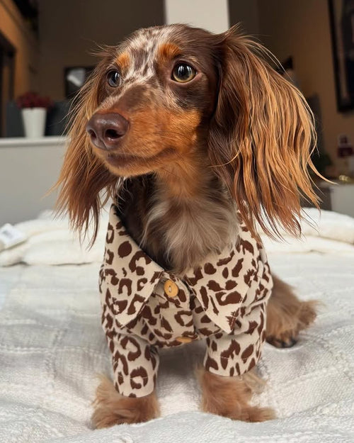 Walk on the Wild Side Leopard Button-Up