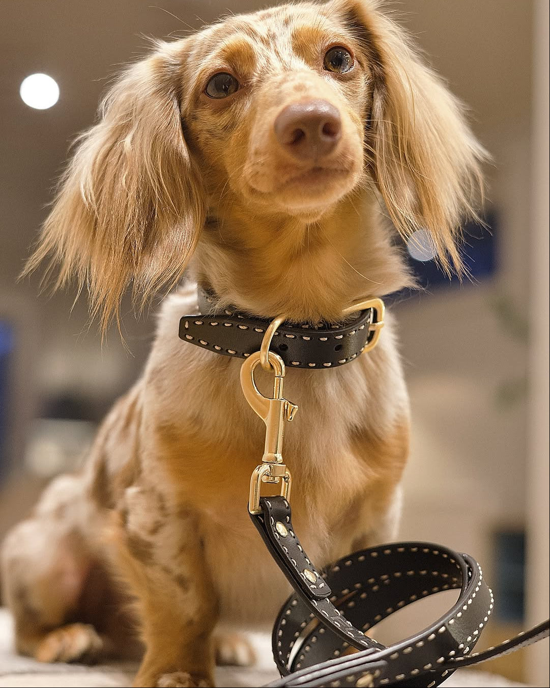 Take the Lead Black Leather Walk Kit, Collar + Leash