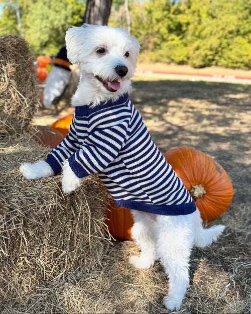 Like A Bandit Blue Striped Dog Sweater