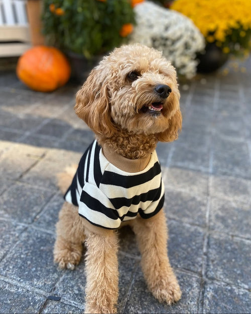 Cooper Black + White Striped Dog Sweatshirt