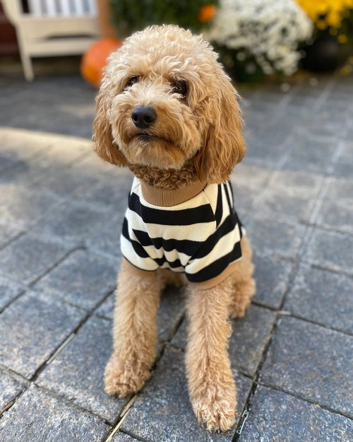 Cooper Black + White Striped Dog Sweatshirt