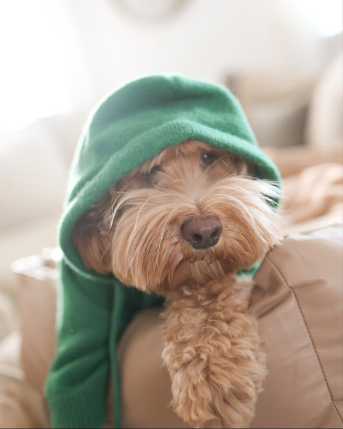 Venice Kelly Green Dog Hoodie