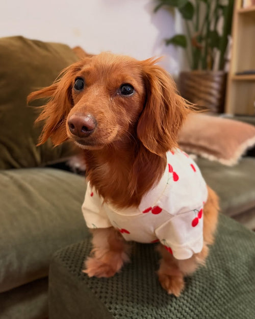 Casual Cutie Cherry Relaxed Dog T-Shirt