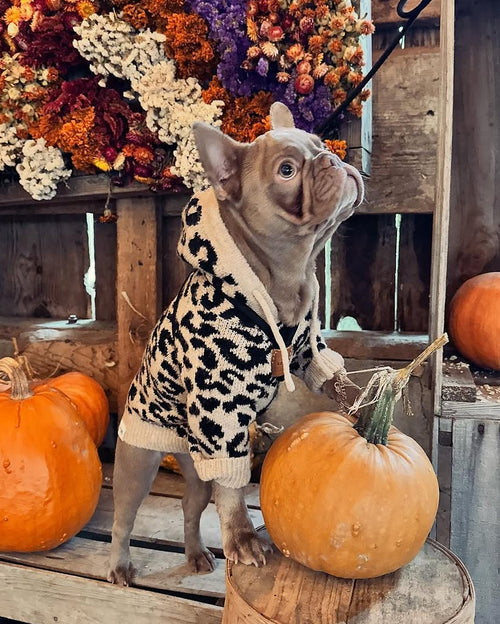 Milan Leopard Print Dog Hoodie