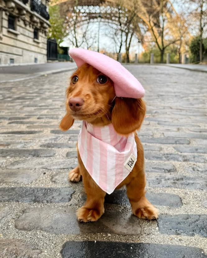 Spring has Sprung Pet Collection | Shop at FURB