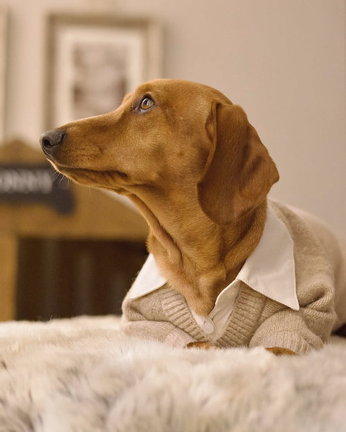 Like A Boss Two-fer Collared Tan Dog Sweater