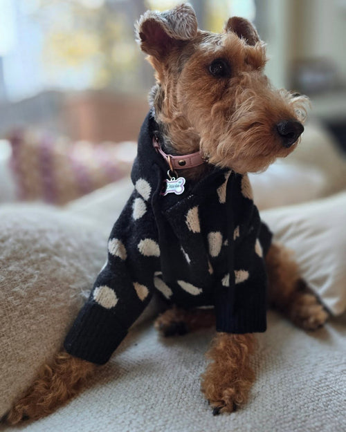 Classic black and ivory dog hoodie with playful polka dots, cozy yet lightweight for daily wear, perfect for beagles, small spaniels, and companion dogs