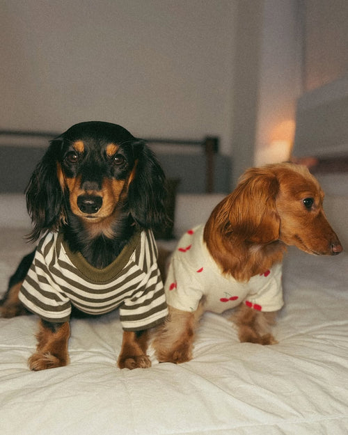 Lightweight striped dog tee with a casual modern feel, easy to wear year-round, great for poodles, shih tzus, and cavaliers
