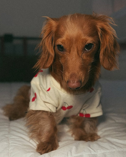 Casual Cutie Cherry Relaxed Dog T-Shirt