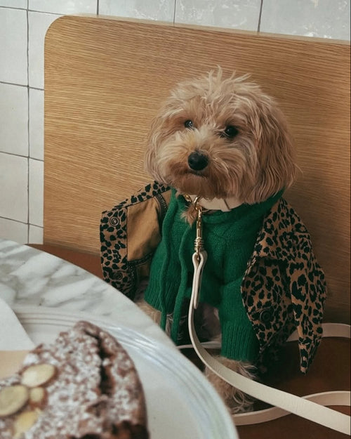 Venice Kelly Green Dog Hoodie