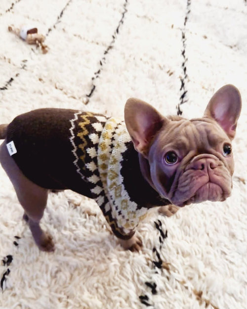 Everyday fair isle dog knit designed for warmth and comfort, easy to style, loved by French bulldogs and companion breeds
