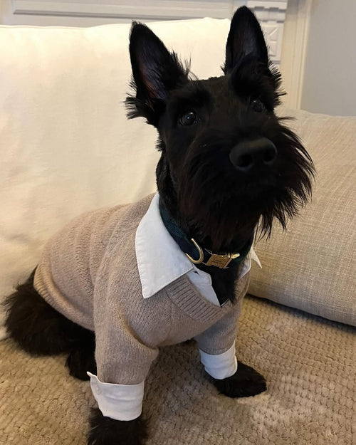 Like A Boss Two-fer Collared Tan Dog Sweater