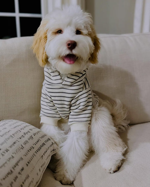 Ziggy Grey Stripe Dog Hoodie