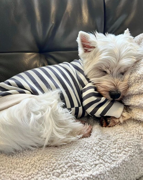 Camden Charcoal Striped Dog Sweatshirt french bulldog clothing