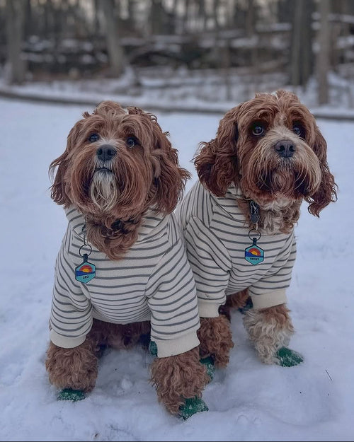 Ziggy Grey Stripe Dog Hoodie
