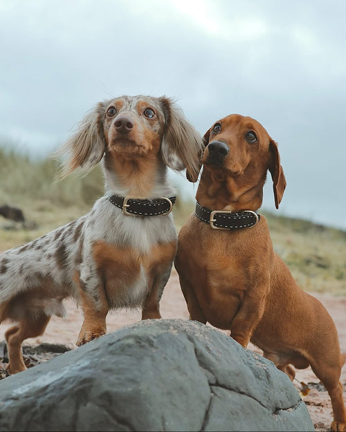 Take the Lead Black Leather Dog Collar