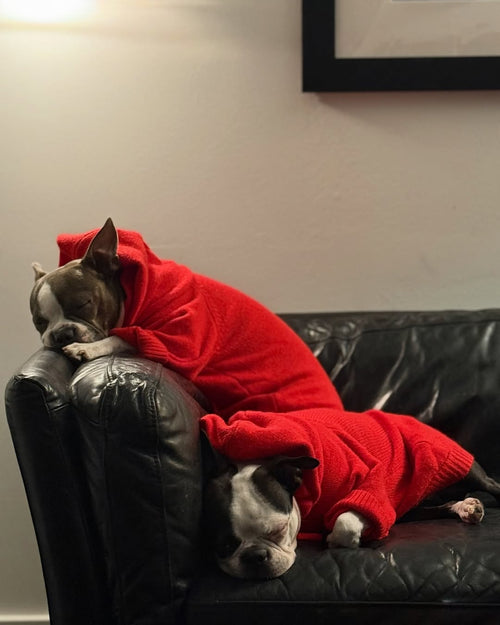 Venice Varsity Red Dog Hoodie